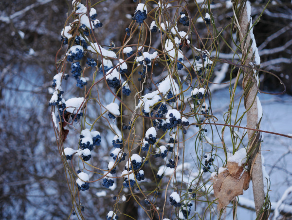 �A�I�c�d���t�W