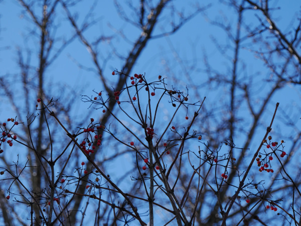 �E�����h�L