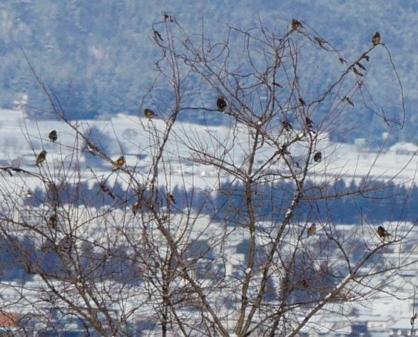 �ނ炩��u�~���v