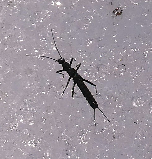 �Z�b�P�C�J���Q��