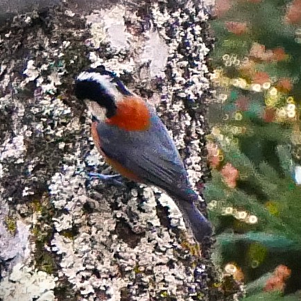 ���}�K��