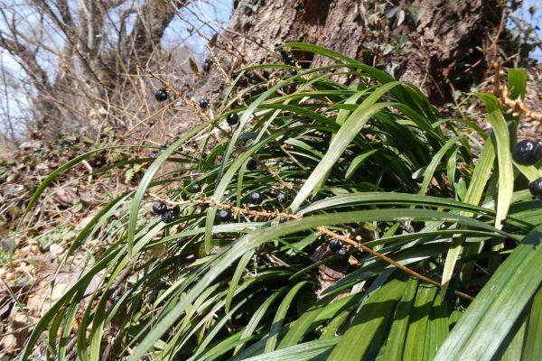 �����E�m�q�Q