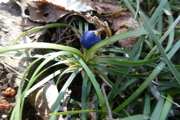 �W���m�q�Q