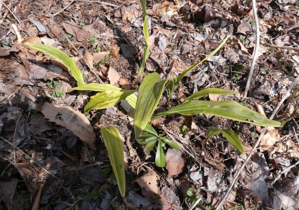 �T�C�n�C����