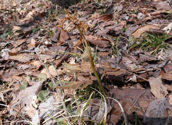 �t���m�n�i�����r