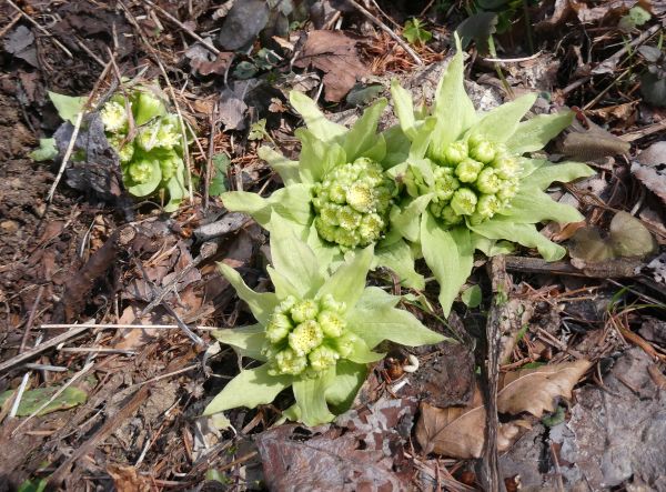 �t�L�m�g�E