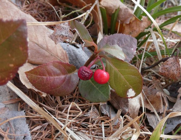 ���u�R�E�W