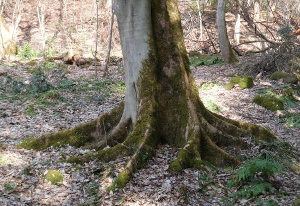 �o���W���E�R��