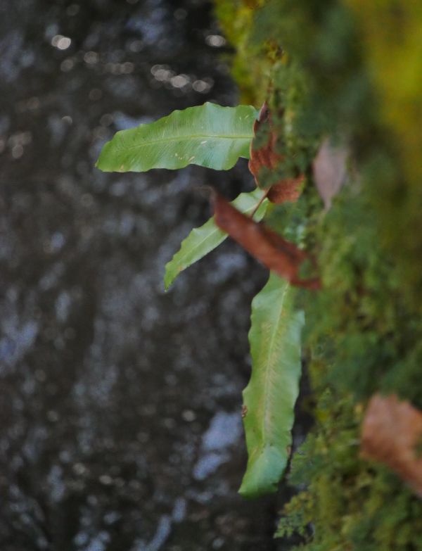 �R�^�j���A�^��