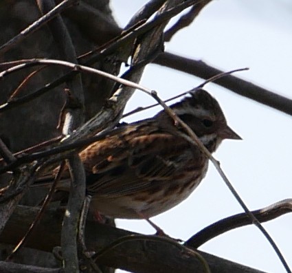 �J�V���_�J