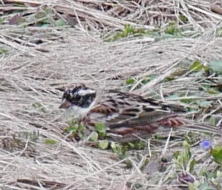 �J�V���_�J