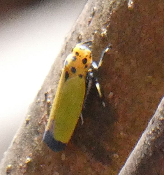 �c�}�O���I�I���R�o�C