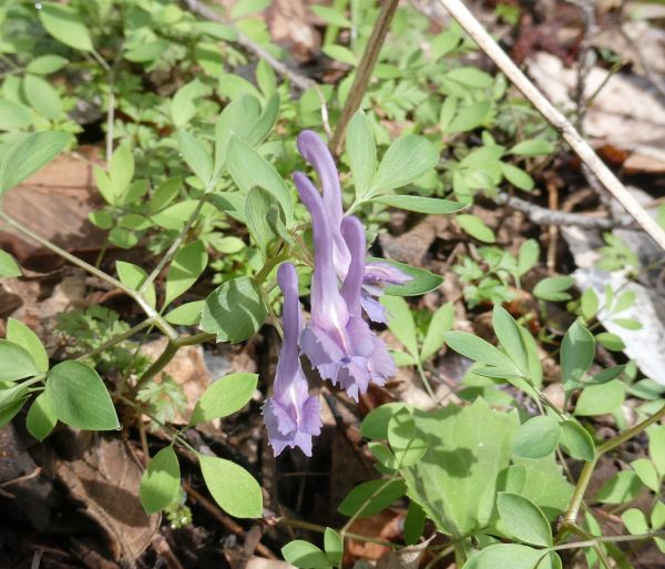 �G���S�T�N