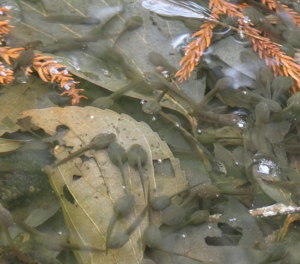 �I�^�}�W���N�V