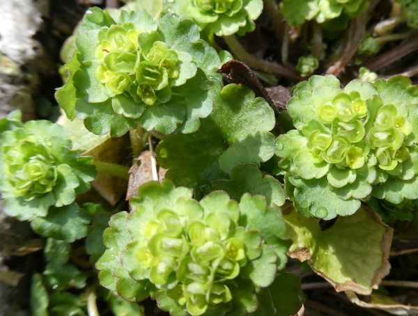 �l�R�m���\�E