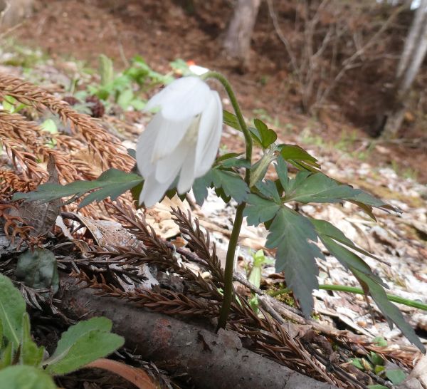 �L�N�U�L�C�`�Q