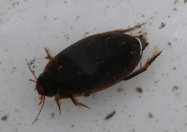 �Q���S���E