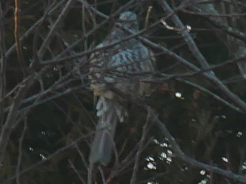 �q���h��