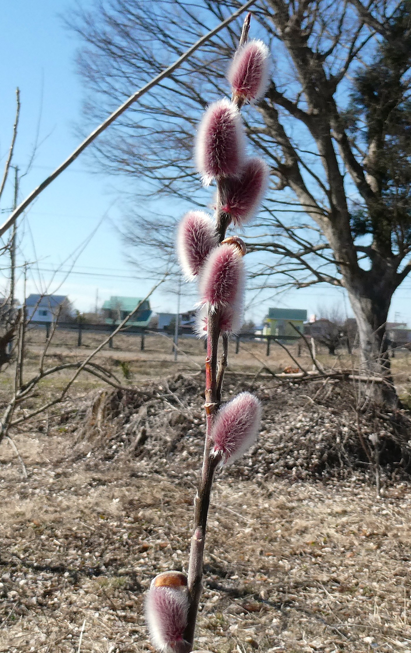 �A�J�����i�M