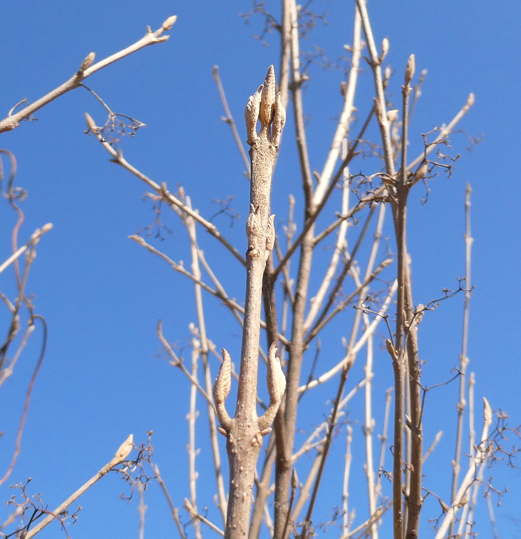 �����T�L�V�L�u