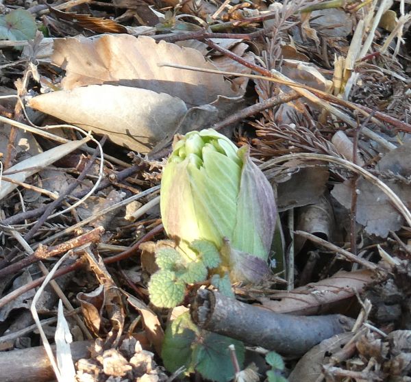 �t�L�m�g�E