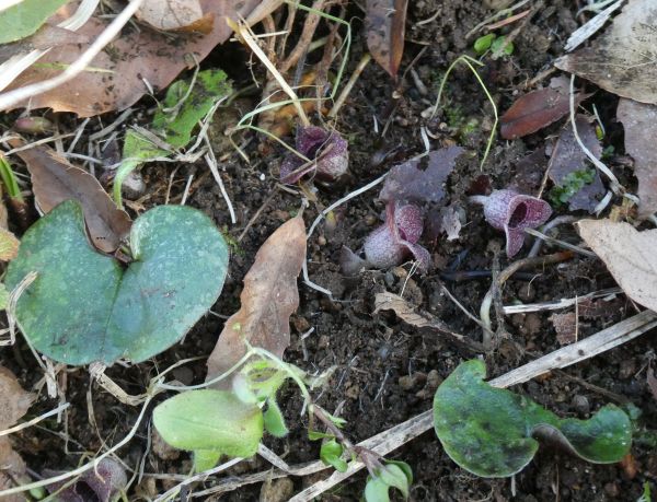 �J���A�I�C