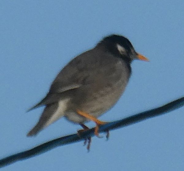 ���N�h��