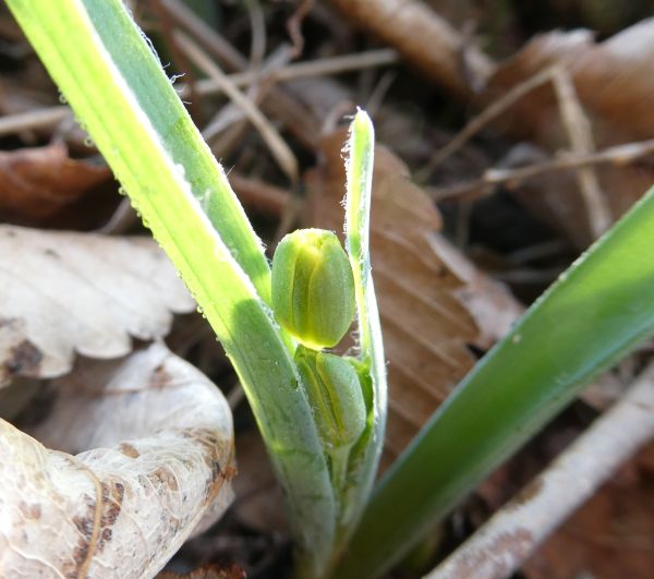 �L�o�i�m�A�}�i