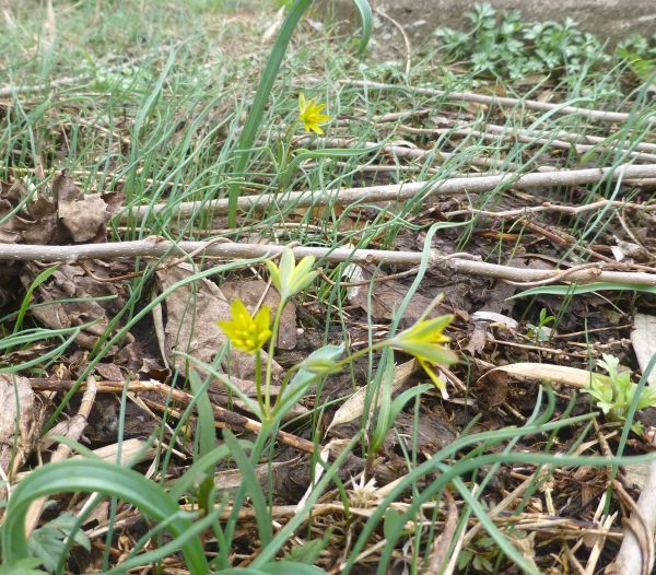 �L�o�i�m�A�}�i