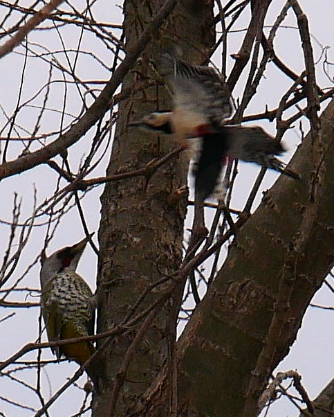 �A�J�Q���D�A�I�Q��