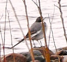 �n�N�Z�L���C