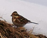 �J�V���_�J