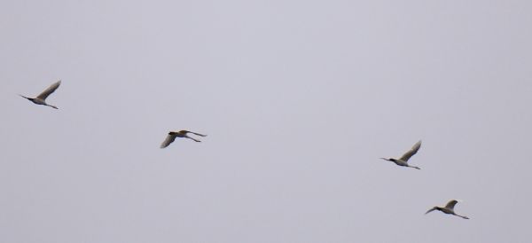 �n�N�`���E