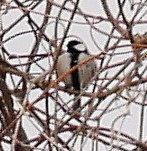 �V�W���E�J��