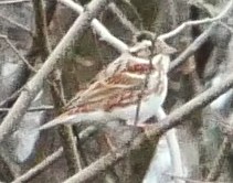 �J�V���_�J