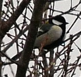 �V�W���E�J��