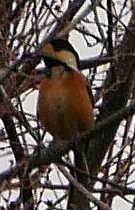 ���}�K��