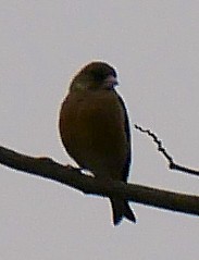 �J�����q��