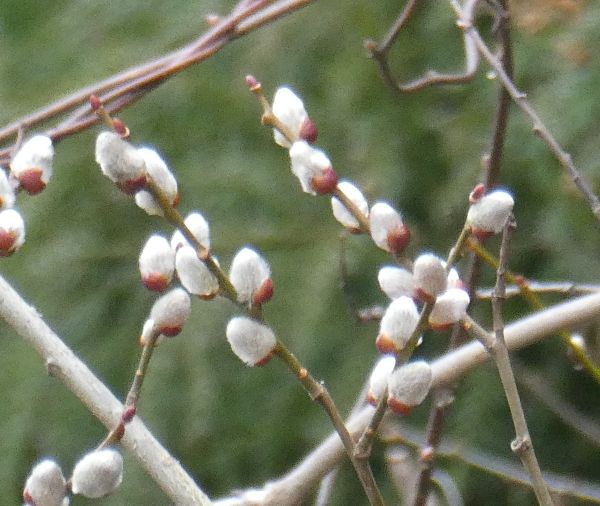 �l�R���i�M