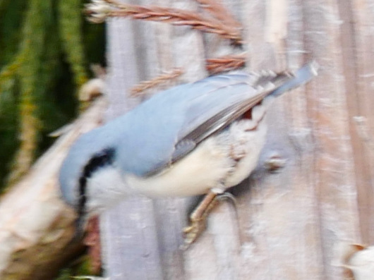 �S�W���E�J��