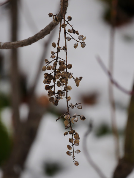 ���}�E���V