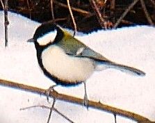 �V�W���E�J��