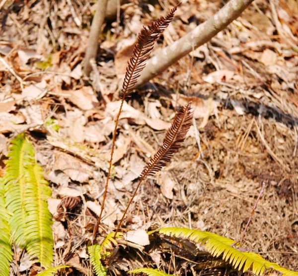 �C�k�K���\�N