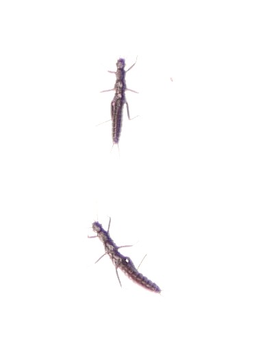 �Z�b�P�C�J���Q��