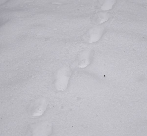 �J���V�J�̑���