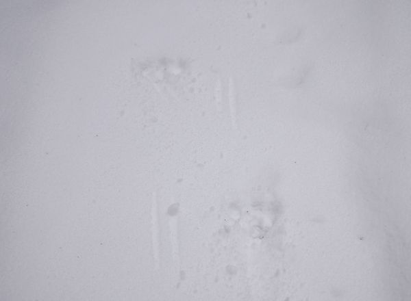 �J���V�J�̑���