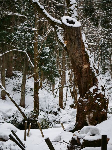 ���O�X���̖�